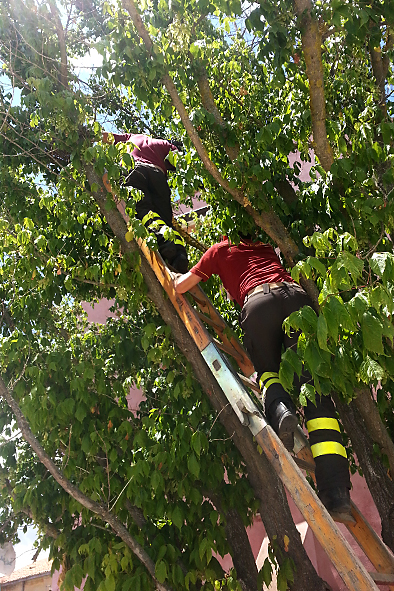 Vigili del Fuoco, Nuoro, salvataggio, ghiandaia