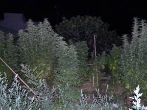Le piante di marijuana sequestate