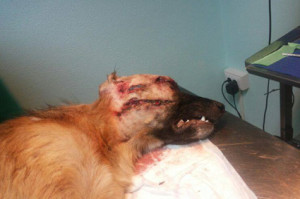 cane ucciso a colpi di pallini (Foto Anpana)
