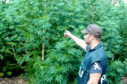Le piante di marijuana sequestate