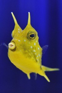 Aquarium di Cala Gonone, un esemplare di Pesce scatola (foto M.Spanu)