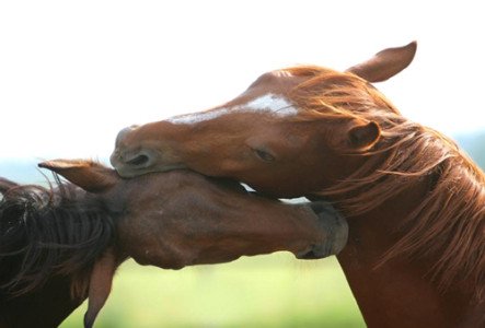 Cavalli immagine simbolo