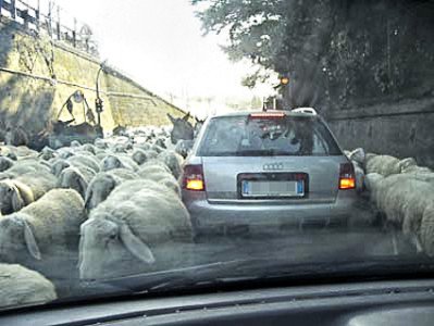 Un gregge di pecore in contesto urbano (foto di repertorio)