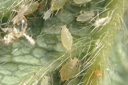 infestazione da Cocciniglia nidularia pulvinata
