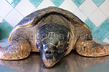 La tartaruga trasferita all'Acquario di Cala Gonone