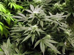 Infiorescenze di una pianta di Marijuana