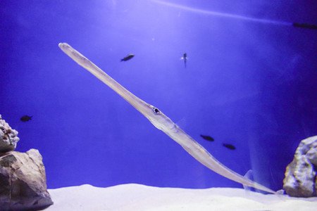 L'esemplare di Pesce flauto visibile all'Acquario di Cala Gonone