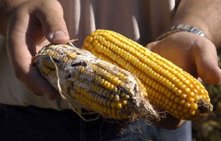 Mais naturale e OGM a confronto
