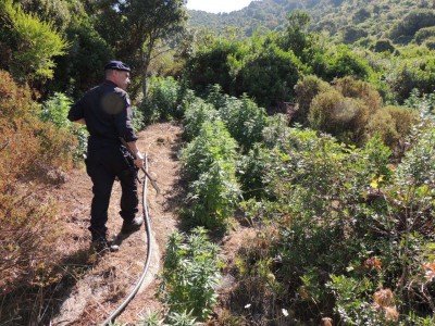 La perlustrazione dei Carabinieri all'interno della piantagione