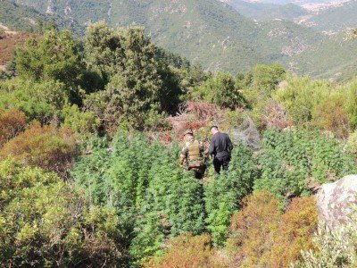 La piantagione di marijuana scoperta a Gavoi