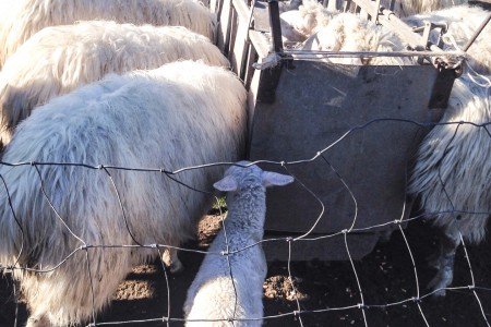 Alcuni dei capi ovini rubati scoperti oggi a Silanus