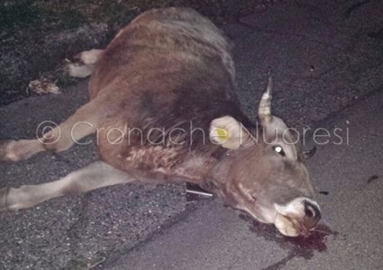 La muccca rimasta uccisa nell'incidente