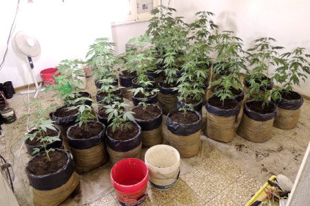 Le piantine di marijuana sequestrate a Gavoi