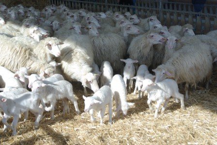 Pecore e agnelli di razza sarda