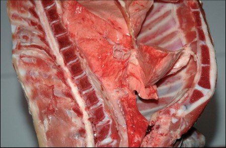 Un trancio di agnello