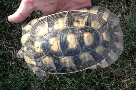 Un esemplare di Tartaruga Marginata