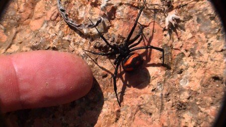 Un esemplare di malmignatta