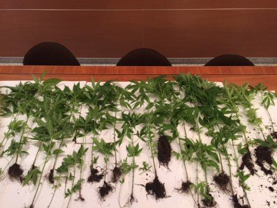 Le piante di marijuana sequestrate alla pensionata nuorese