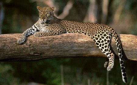 Leopardo