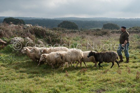 Transumanza (© foto S.Novellu)