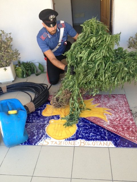 Alcune delle piante sequestrate dai Carabinieri