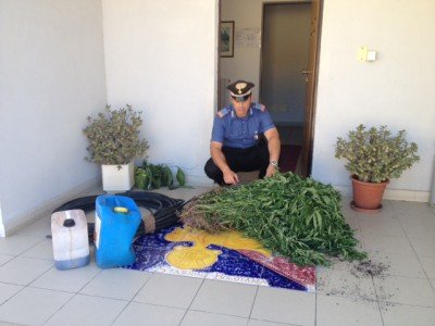 Alcune delle piante sequestrate dai Carabinieri