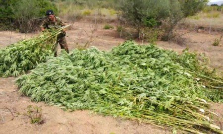 Alcune delle piante di marijuana sequestrate a Talana