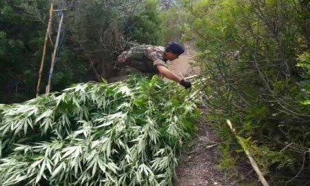 Alcune delle piante di marijuana sequestrate a Talana