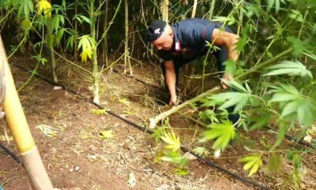 Alcune delle piante di marijuana sequestrate a Talana