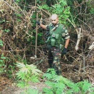 Alcune delle piante di marijuana scoperte dai Carabinieri