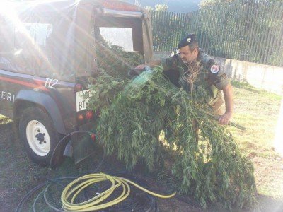 I Carabinieri durante la rimozione delle piante