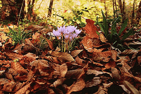 Un'immagine autunnale