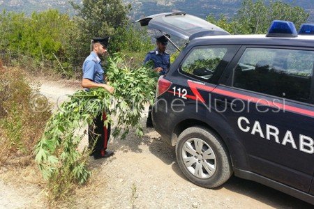 Alcune piante di marijuana sequestrate
