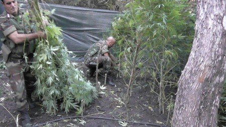 La piantagione di marijuana