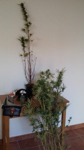 le piante di marijuana sequestrate a Lanusei