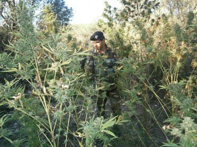 Alcune delle 130 piante di marijuana scoperte a Arzana