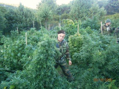Uno scorcio della piantagione di marijuana rinvenuta a Talana