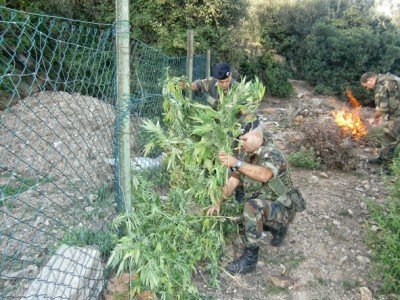 I Carabinieri distruggono le piante di marijuana scoperta a Talana