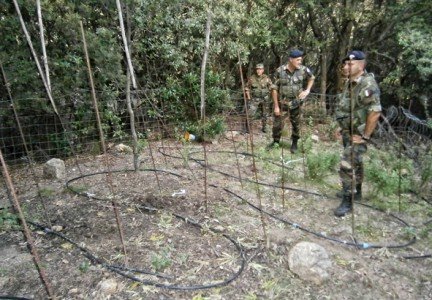 L'impianto a goccia della piantagione di marijuana scoperta a Talana