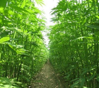 Una piantagione di marijuana