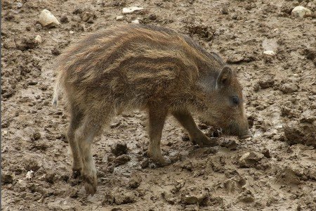 Un cinghiale