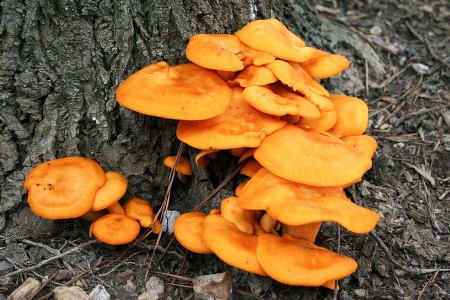 Alcuni esemplari di Omphalotus-olearius
