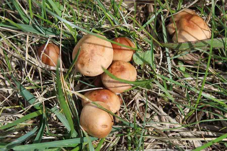 Alcuni esemplari di Suillus granulatus