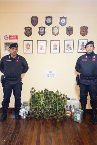La marijuana sequestrata a Silanus