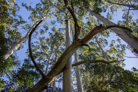 Alcuni alberi di eucaliptus