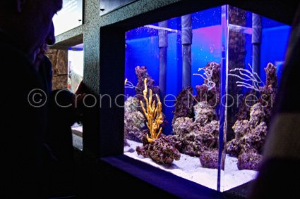 L'Acquario Cala Gonone  (© foto S.Novellu)