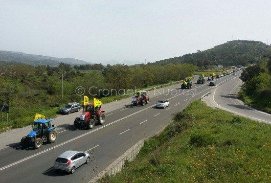 La manifestazione degli allevatori di Coldiretti sulla 131 (foto Cronache Nuoresi)