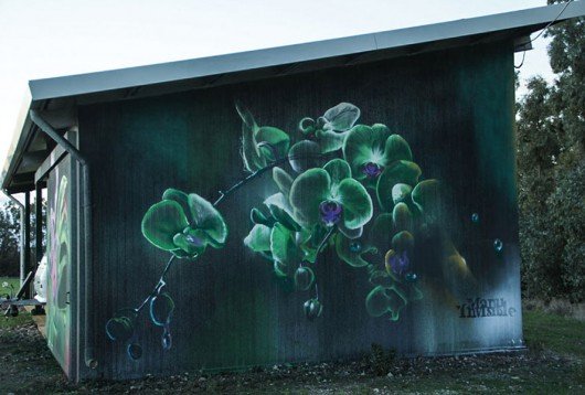 Manu Invisible ''Phalaenopsis-orchid'' (Marrubiu 2014)