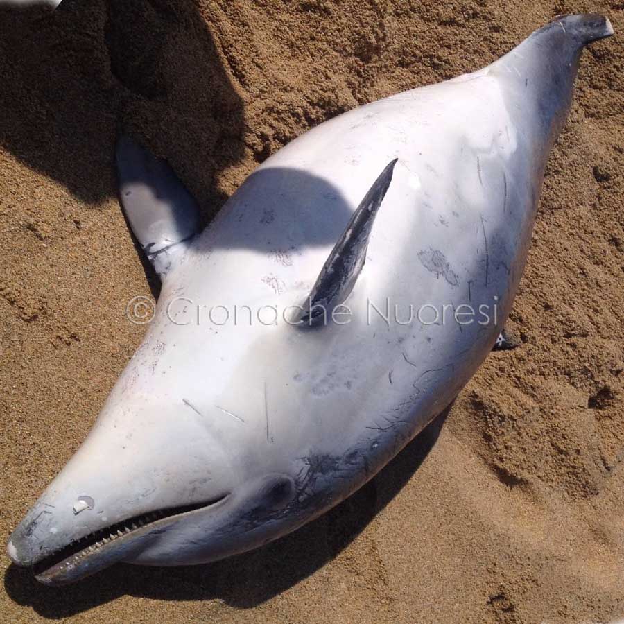 Il delfino mutilato a morte a Orosei