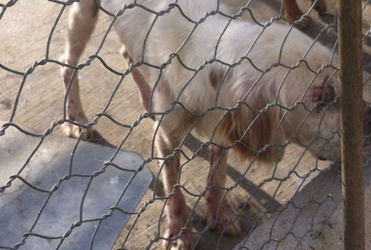 Uno dei cani maltrattati